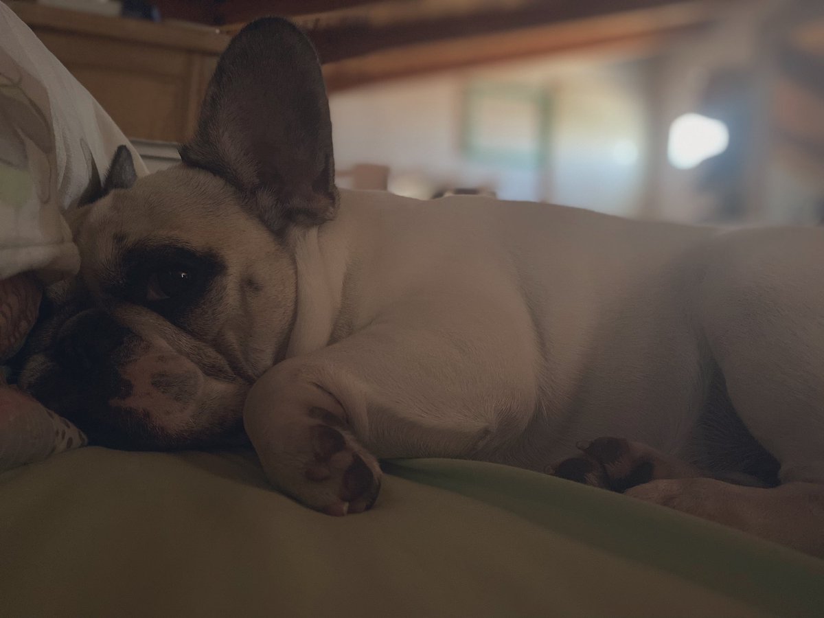 Naty_Araujook's tweet photo. La dueña del lado izquierdo de mi cama 😍🐽 #praia #minhafilha https://t.co/qgfPO4fCyB