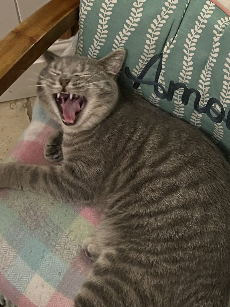 spring_rosie's tweet photo. @Battersea_ Humphrey having a yawn 🥱 💤  #CatsOnTwitter https://t.co/hrGTvbO7Ml