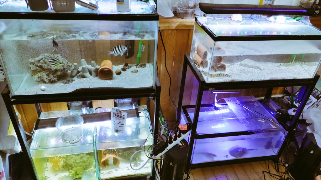 特撮の棚(海老の人🦐) tweet media