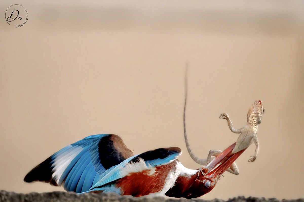 Perfect Catch! A White-Throated Kingfisher with garden lizard. I spotted them in my kitchen garden while making morning tea. #IndiAves #Birds #BirdsUp #ThePhotoHour #BBCWildlifePOTD #Wildlife #TwitterNatureCommunity #BirdsSeenIn2023 #NaturePhotograhpy #Noida #UrbanBiodiversity