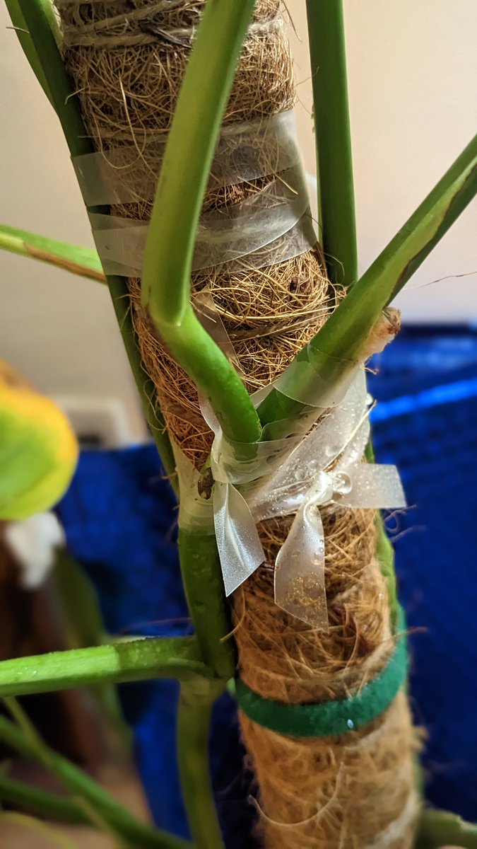 notyafeminist's tweet photo. The actual fuck... Repair under way. #plantthings https://t.co/ftOs2kpOeI