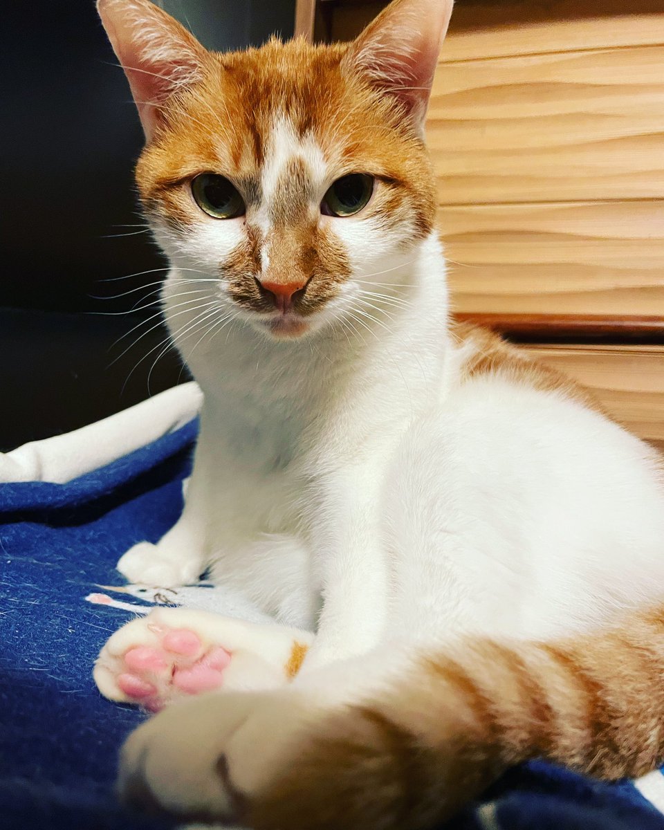 Hi!meow!ฅ^•ﻌ•^ฅ♡ 
#cat #tsukushi #japan #meow