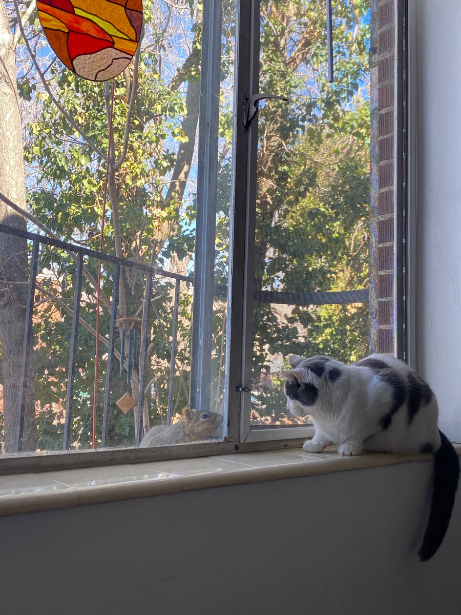 bailey_fruit's tweet photo. @PaightenHarkins My cat loves them ❤️ https://t.co/mjQSMkemCA