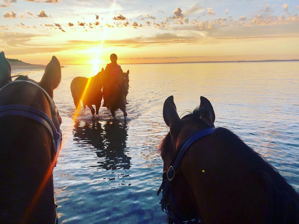 Stable on fire 🔥 with 5 winners in January and our two magic millions purchases from the same dam sire as the winners of the 2yo and 3yo magics millions race #exceedandexcel Now is the time get involved! 

📷 @jasonwarrenracing