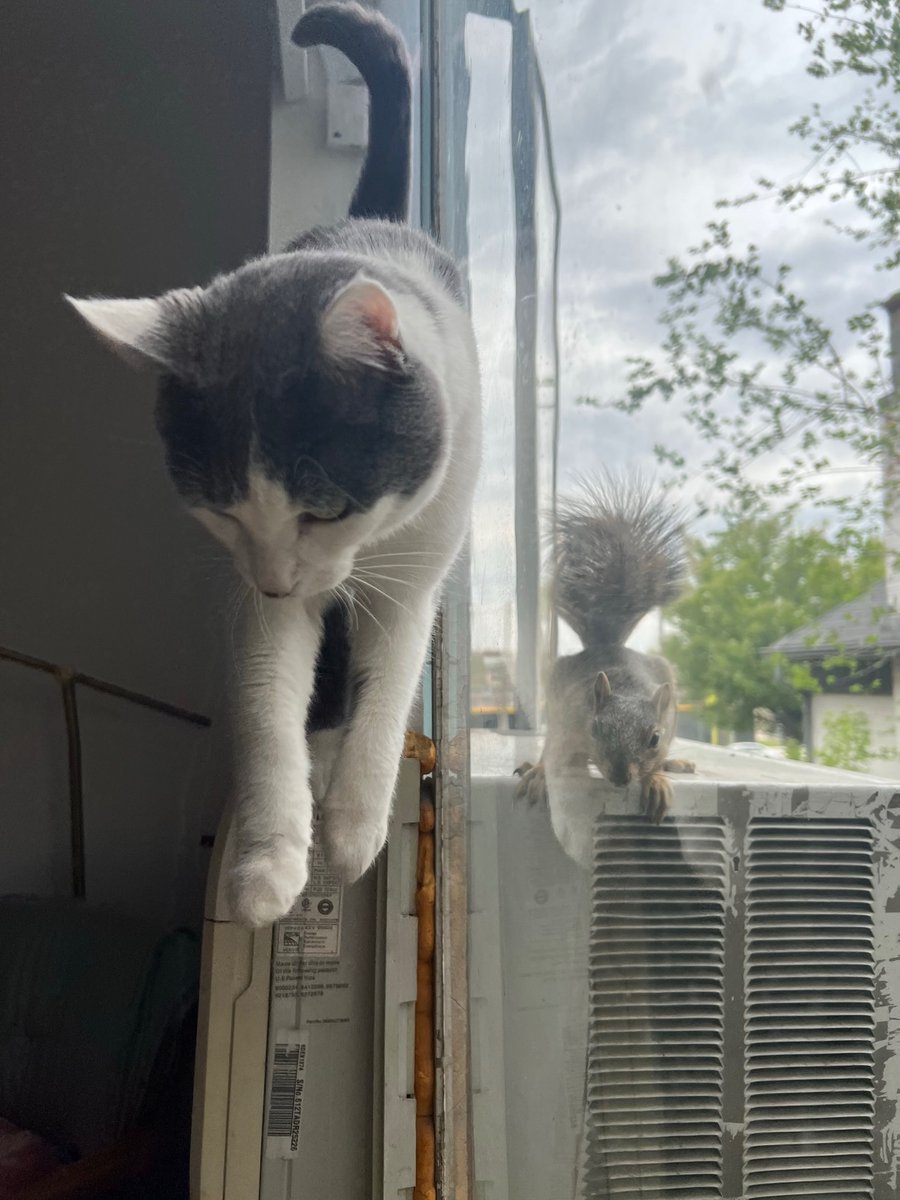 bailey_fruit's tweet photo. @PaightenHarkins My cat loves them ❤️ https://t.co/mjQSMkemCA