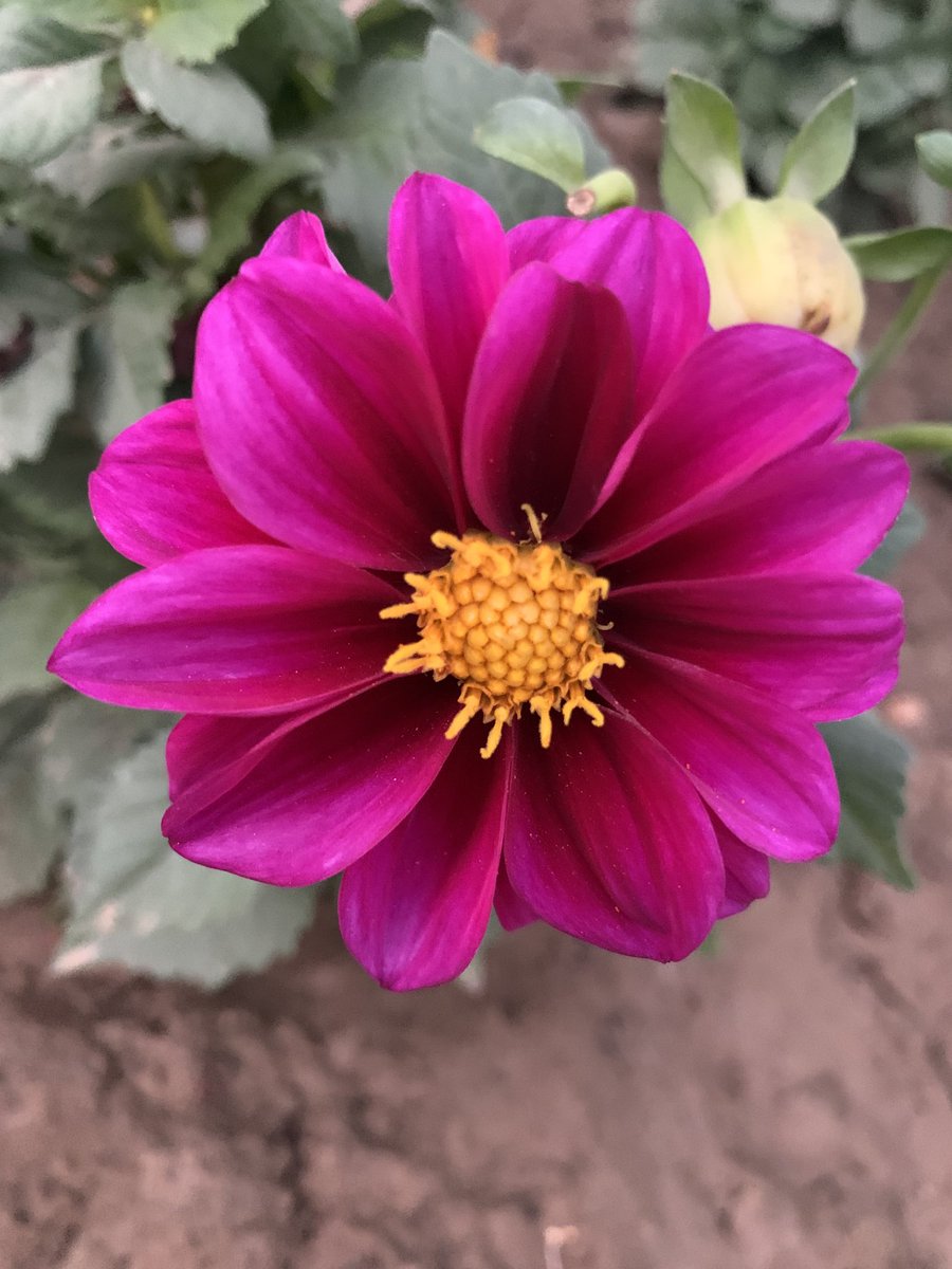 Captured this beautiful #Dahlia flower, radiating joy on a cloudy morning. The bright pink colour symbolising the Martian energy of Tuesday, the Mars day. Stay strong. Stay fit.

#GardeningTwitter #GardensHour #GardnersWorld #flowerphotography