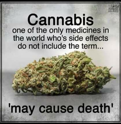 RheaGraham420's tweet photo. Doesn't it make you wonder why we continue to allow poison to be pushed on to those we love? Cannabis was the go-to medicine for more than 100 symptoms and conditions for a millennia. It was in the US Pharmacopeia until 1942. #EndoCannabinoidSystem #ECS #CannabisIsMedicine https://t.co/xKh6jGz86Z