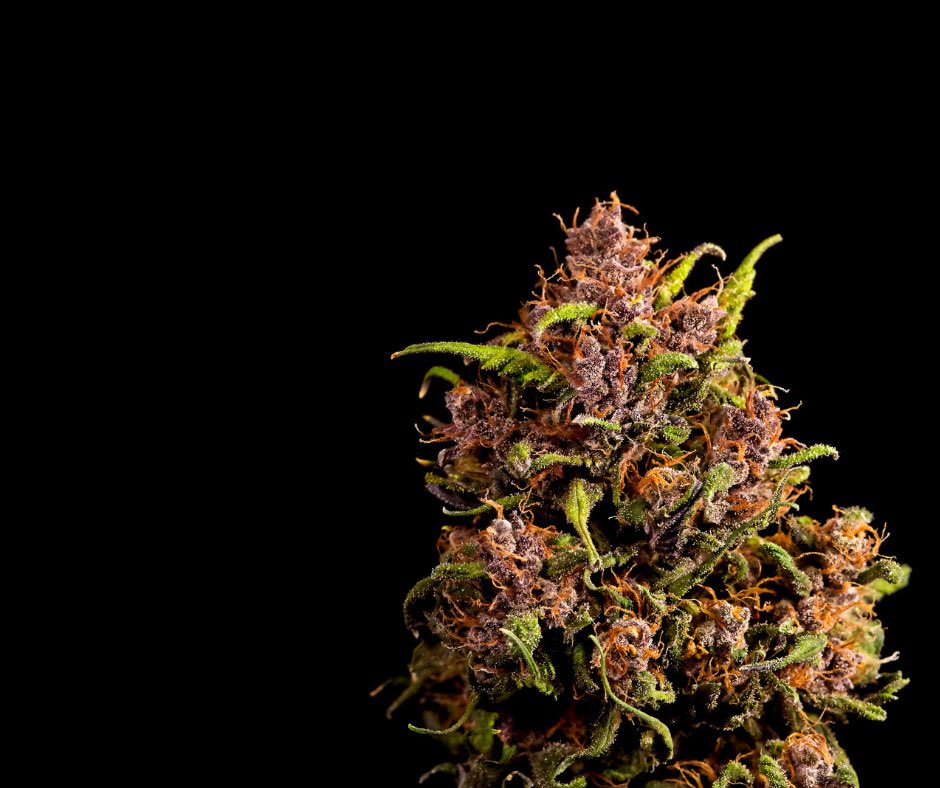 toqueyrol420's tweet photo. La Cosecha de โLa Casaโ autocultivo.
Siembra tus propias plantitas de #mota
::
#cannabis #marihuana #weed #420 #medicalmarijuana #cannabiscuties #weedlife #marijuana #thc #cbd #cannabispics #cannabisculture #bongrips #smokeweedeveryday #ToqueYRol420 #Cuernavaca420 https://t.co/xOe3rHh0zP