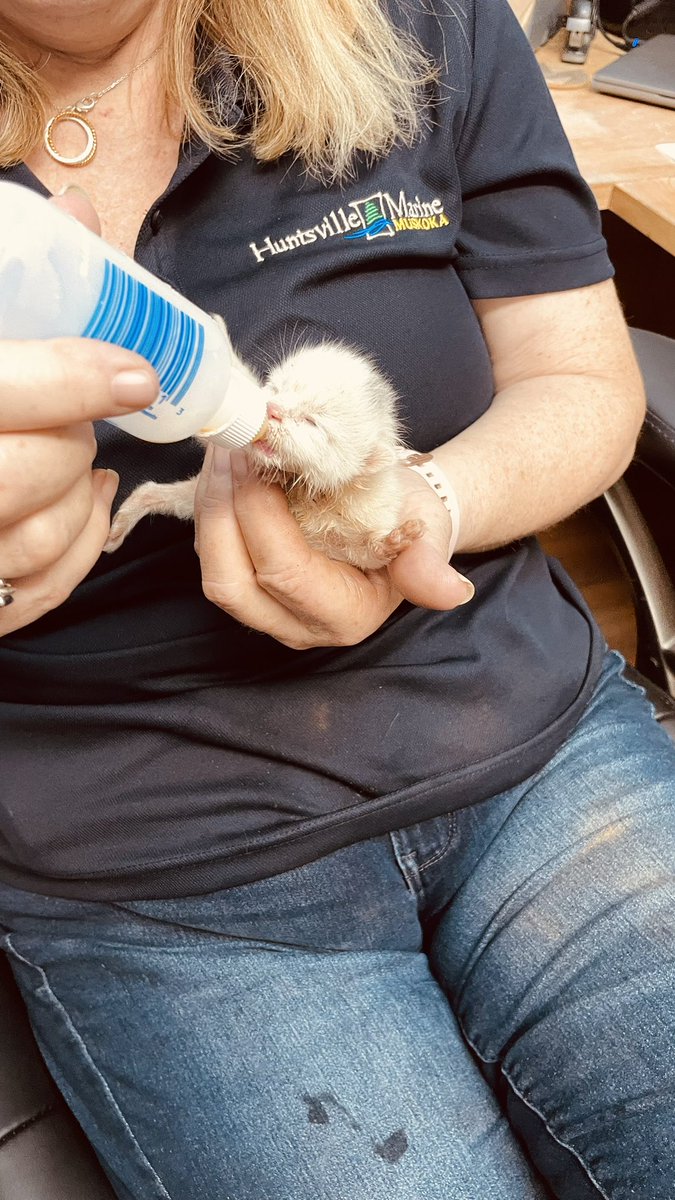 Karynjb2's tweet photo. @Soxthewavingcat I love watching you Sox!   I have a new baby in the house. His name is Dot, brother of Dash. He doesn’t wave, but he does give lots of kisses and hugs when I get home. He’s 6 months and 10 days old today.  That’s him at 3 days old when he and Dash were found and rescued. https://t.co/VSCruAnW8x