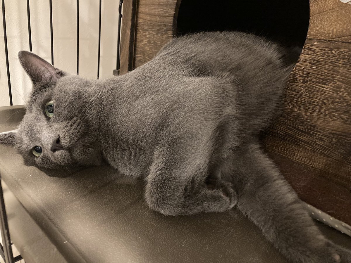 10年に1度の大寒波が来ている事など全く知らない猫