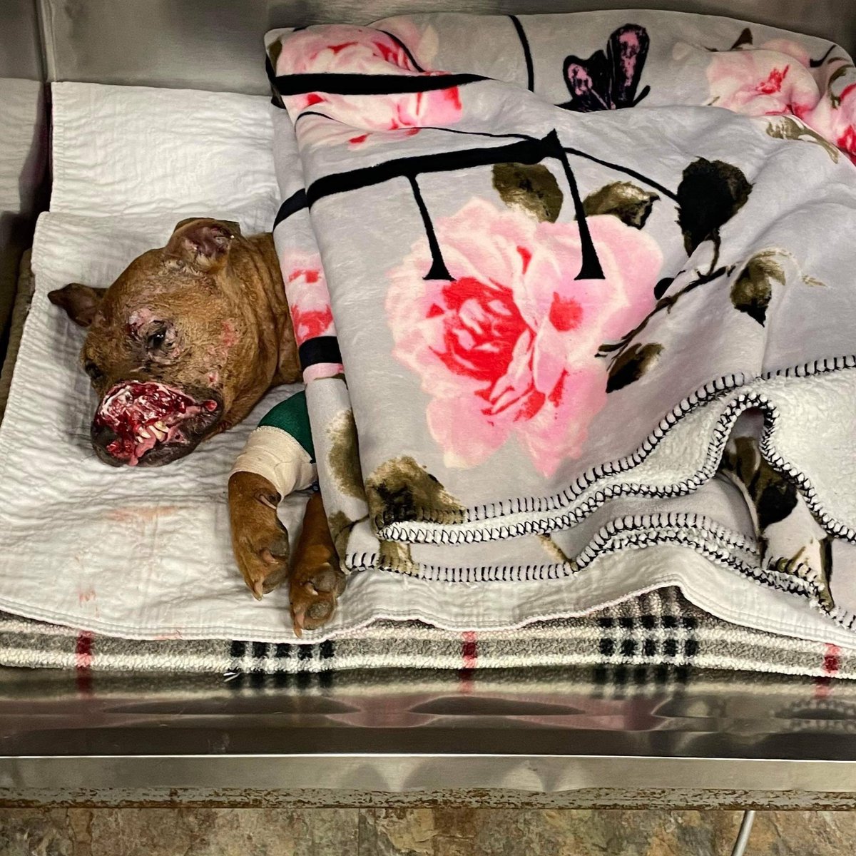 TomJumboGrumbo's tweet photo. Every Dog Has Its Day: 

We have to help Robin. She was a bait dog, and then somebody put a lit firecracker in her mouth. We can save her. If you can donate here's the link. If not your RT can truly help 

https://t.co/uonbGwZCAk https://t.co/Gfz0unx2PL