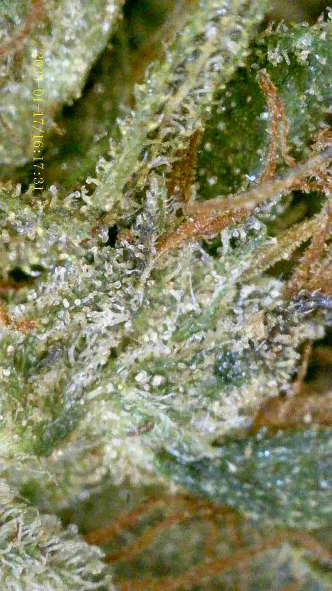 Rollajoint29's tweet photo. ⭐️KD Mango
Sativa ฟีลดีๆราคาหลักสิบ
#ดอกกัญชา #กัญชาog #กัญชาโคราช #กัญชาอัดแท่ง #กัญชาออแกนิค #กัญชาเชียงราย #กัญชาพัทยา #กัญชาภูเก็ต #กัญชาเชียงใหม่ #กัญชาขอนแก่น #กัญชากรุงเทพ #บ้องแก้ว #กัญชาจันทบุรี #ขายกัญชา #KDKT #KDMango https://t.co/ETKpyTV63j