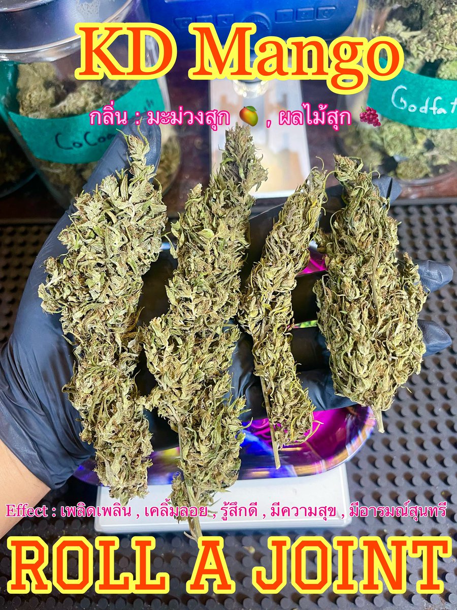 Rollajoint29's tweet photo. ⭐️KD Mango
Sativa ฟีลดีๆราคาหลักสิบ
#ดอกกัญชา #กัญชาog #กัญชาโคราช #กัญชาอัดแท่ง #กัญชาออแกนิค #กัญชาเชียงราย #กัญชาพัทยา #กัญชาภูเก็ต #กัญชาเชียงใหม่ #กัญชาขอนแก่น #กัญชากรุงเทพ #บ้องแก้ว #กัญชาจันทบุรี #ขายกัญชา #KDKT #KDMango https://t.co/ETKpyTV63j