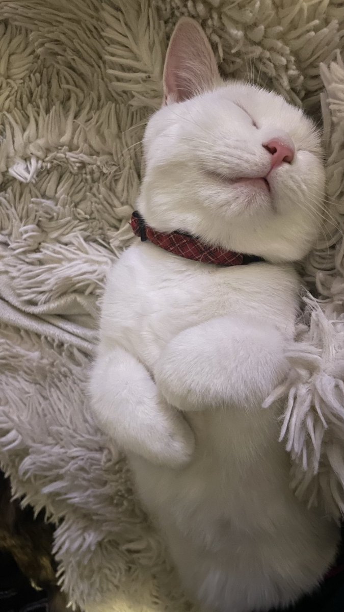 Karynjb2's tweet photo. @Soxthewavingcat https://t.co/emKhpVm8Sy