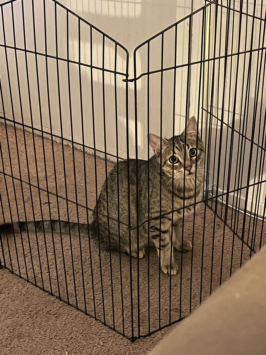 feederofcats's tweet photo. Smart enough to figure out how to get past the gate. too dumb to know how to get back out https://t.co/JmGJflnx6J