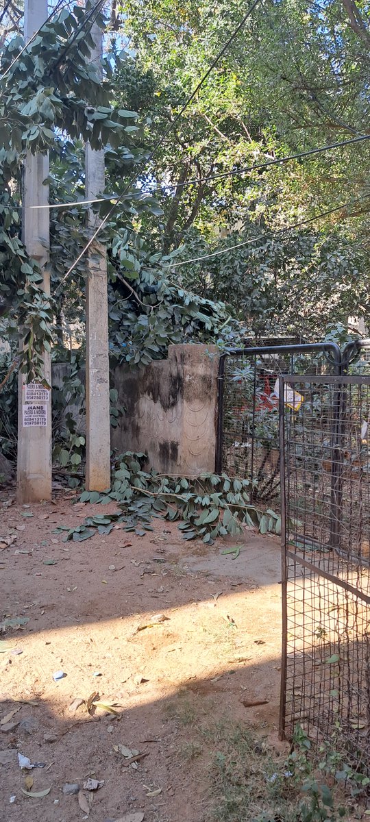 KidambiV's tweet photo. @HarithaHaram A shop  keeper penalized for cutting tree branches on road margin. Discomfort people cut more. See photo attached. Plot No.285,286, https://t.co/qb0eDNV2iW.16, Telecomnagar, Gachibowli. What penalty would you levy https://t.co/kNvPmRKEb8