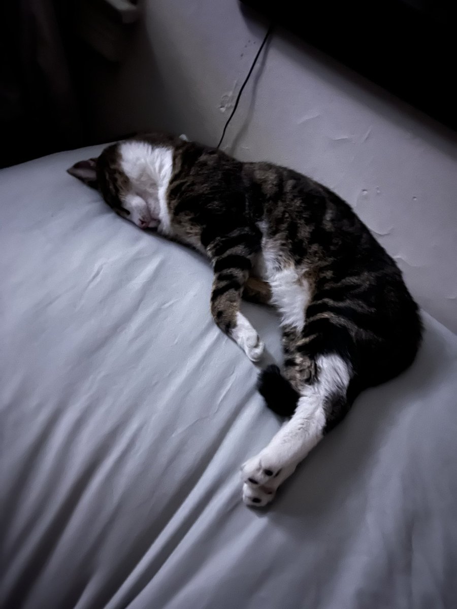 bbvndit_'s tweet photo. @TweetsOfCats https://t.co/3SkfKXcTga
