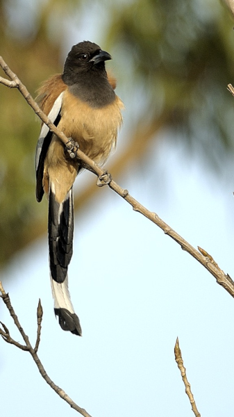 Birds of Delhi #RufousTreepie #Nature #IndiAves #TwitterNatureCommunity  #Birds #Wildlife
