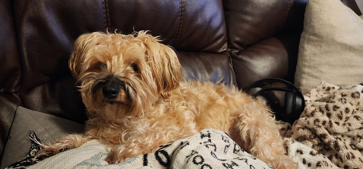 Tom DeMichael tweet media