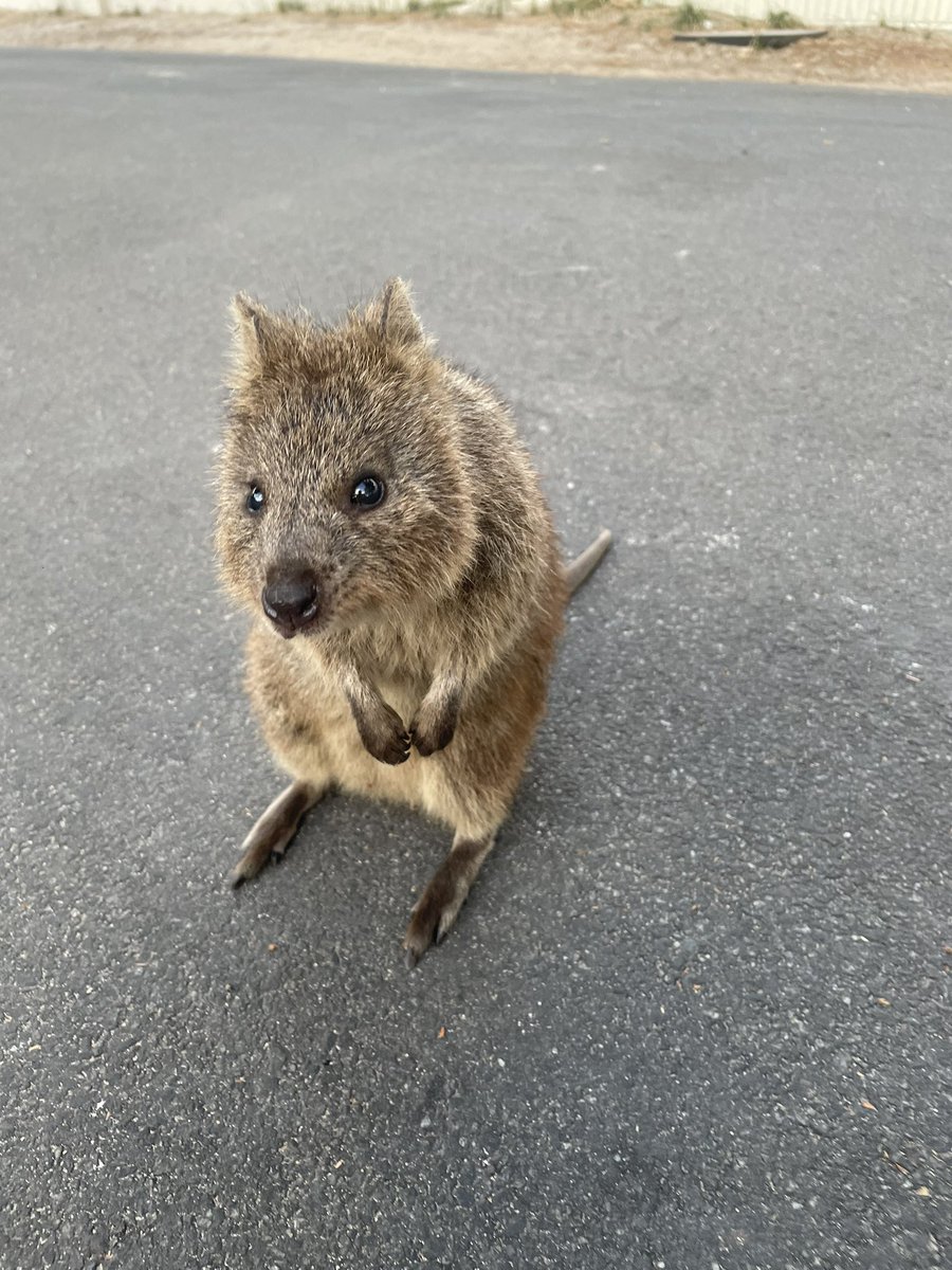 talonxoxo's tweet photo. Quokka appreciation post https://t.co/4iHHU6rz9g