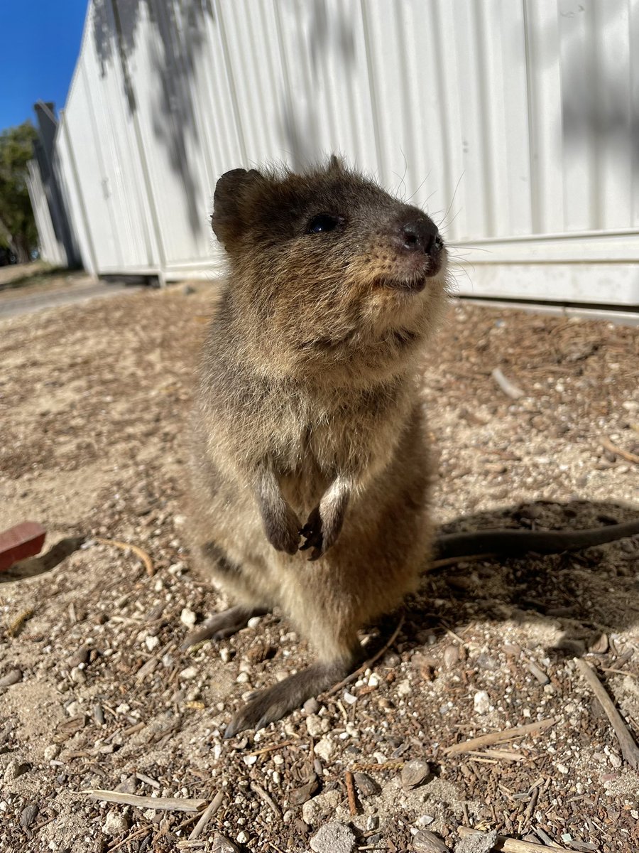 talonxoxo's tweet photo. Quokka appreciation post https://t.co/4iHHU6rz9g