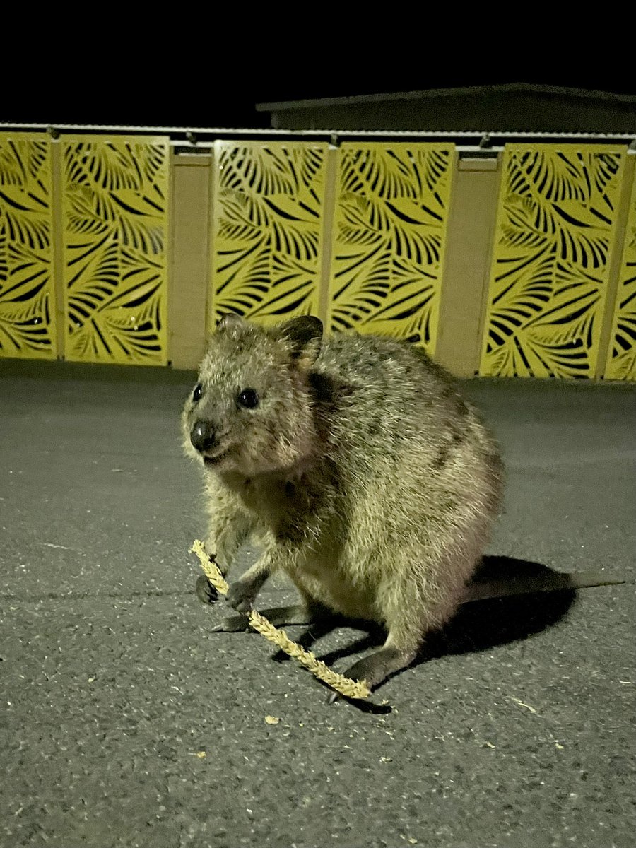 talonxoxo's tweet photo. Quokka appreciation post https://t.co/4iHHU6rz9g