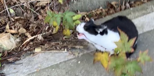 youtubeを更新しました。
into the fence twice/二度フェンスの中へ
youtu.be/1su4lnxCABc

#cat #野良猫　#猫　#猫好きさんと繋がりたい
#straycat #猫がいる暮らし