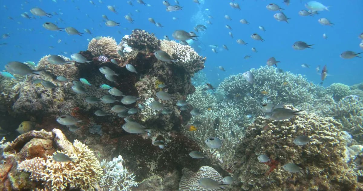 CGIAR's tweet image. 🐟🐠 @FishBaseProject, launched in 1990, is the web&apos;s largest and most widely used online database of adult finfish, with over 700,000 unique monthly users!

Explore @WorldFishCenter&apos;s ideas on how to make this valuable database financially sustainable 👉 on.cgiar.org/3XgQc6f