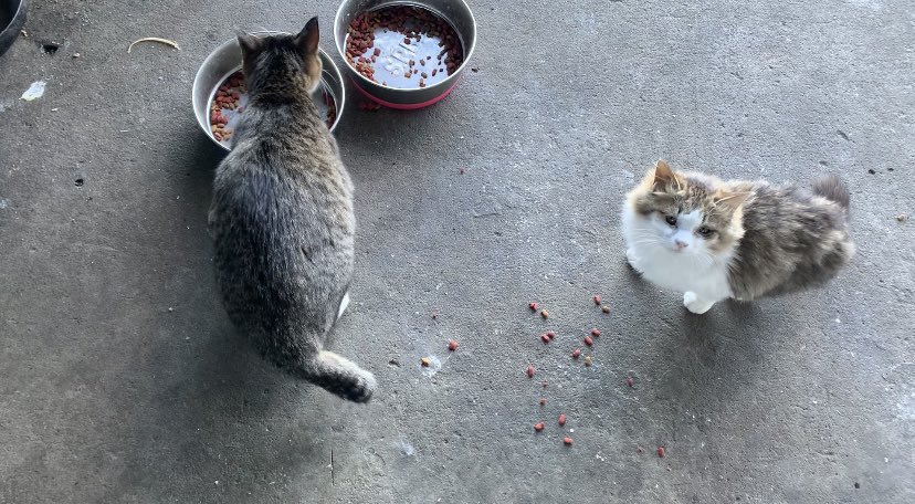 youtubeを更新しました。
cats drink water/猫が水を飲む
youtu.be/m1cN68XG6xw

#cat #野良猫　#猫　#猫好きさんと繋がりたい
#straycat #猫がいる暮らし