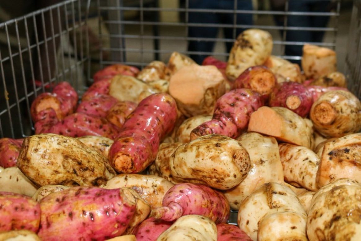 jcniyomugabo's tweet image. Did you know the sweet potato is the 9th most important crop on earth?
Orange-fleshed sweet potatoes #OFSP have high levels of beta-carotene, which the body converts into vitamin A, a vitamin essential for a strong immune system, #healthy skin and eye health.