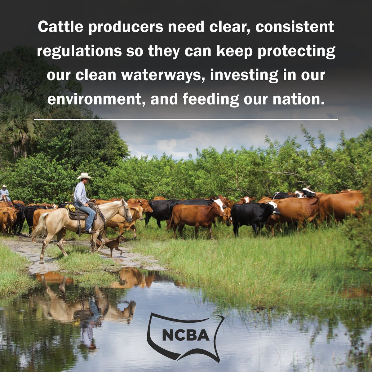 SDCattlemen's tweet photo. #𝐈𝐂𝐘𝐌𝐈: @BeefUSA (NCBA) filed a lawsuit against the Environmental Protection Agency challenging the Biden administration's final #WOTUS rule. 
Learn more about NCBA's effort to fight the overreaching rule ➡️ https://t.co/8cfXel73G8 https://t.co/hYS8bPIR8C
