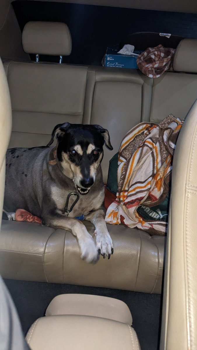 nileshmythology's tweet photo. #follow #retweet #like #lovestrays #lovedogs #feedstrays #donthurtthem #lovethem #followifyoulikedthepic https://t.co/3RVpBxG0RD