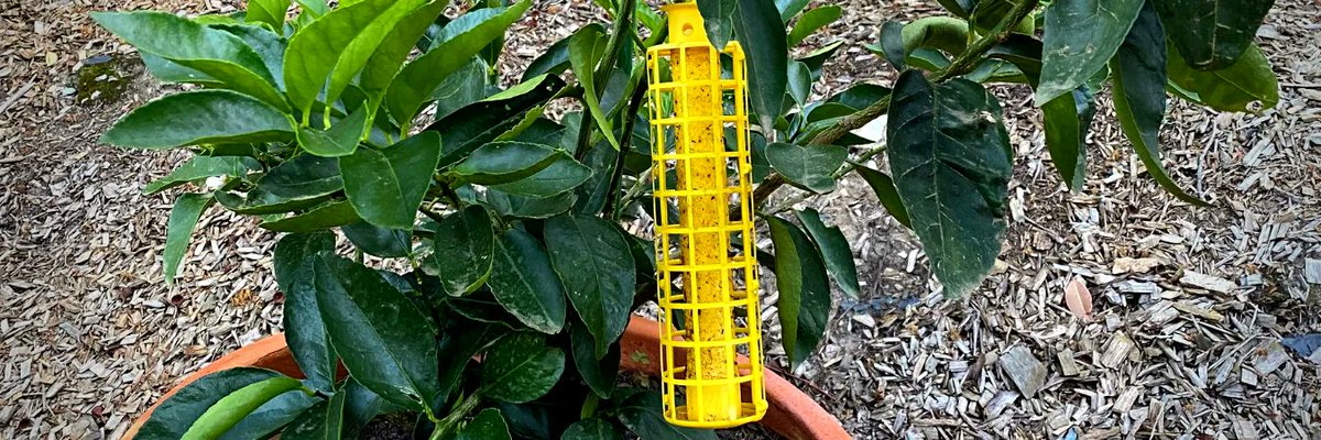 Do you use sticky traps in your garden? buff.ly/3b0Ow8Z