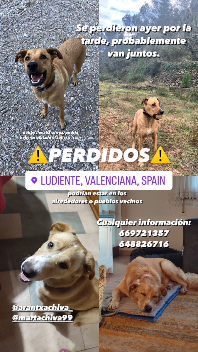 Holiii, Dobby (arriba) y Terry (abajo) se perdieron ayer por Ludiente y aún no han aparecido, si sois de pueblos vecinos y los veis... porfa, avisad a cualquiera de los dos números.

Son perros majisimos y buenos 🥺