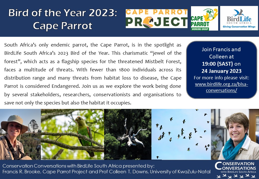 BirdLife_SA's tweet photo. #ConservationConversations is back on your screens tonight at 19h00!
Join us for a celebration of Bird of the Year 2023, the Cape Parrot! 🦜
Register: https://t.co/kvKqNb4p0t.⬅️
@capeparrot @wildbirdtrust #CapeParrotWorkingGroup #CapeParrotProject @UKZN https://t.co/liDw06K6JR