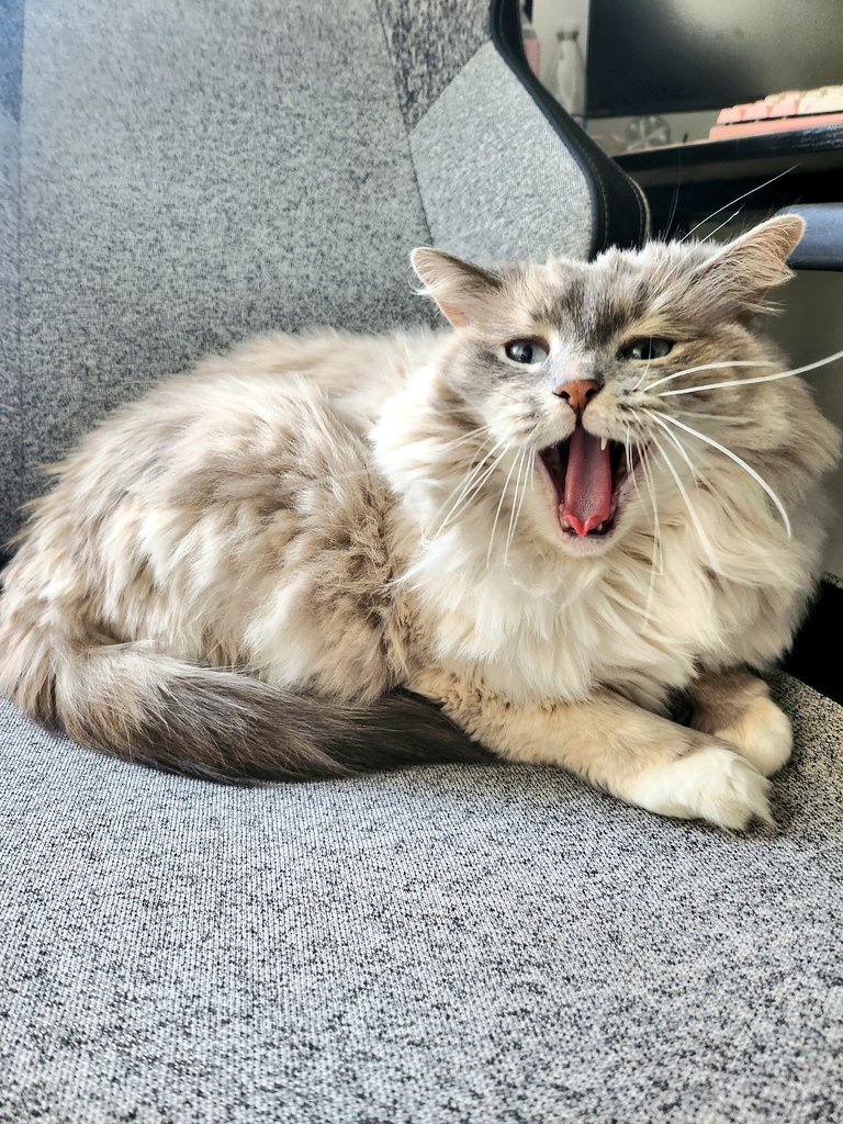 NAANIII👹 tweet media