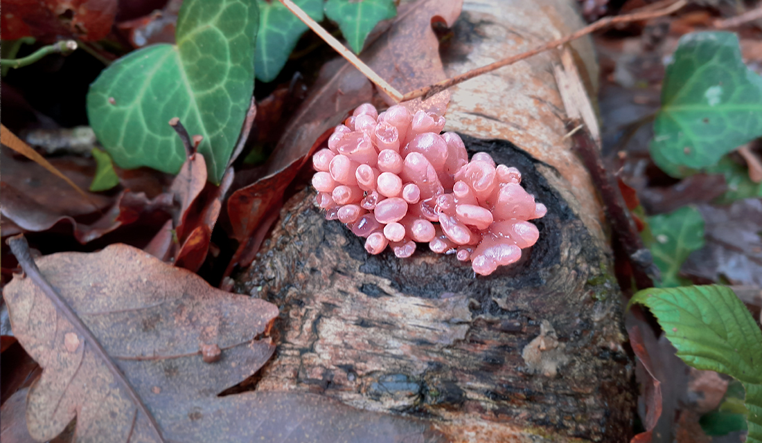 Our Exeter based Ecology and Arboriculture teams recently conducted a joint CPD session at Ashclyst Forest, Devon, on the topic of Bat Roosts in Trees. 
#Team #development #ecology #arboriculture #learning #bats #teamwork #fun