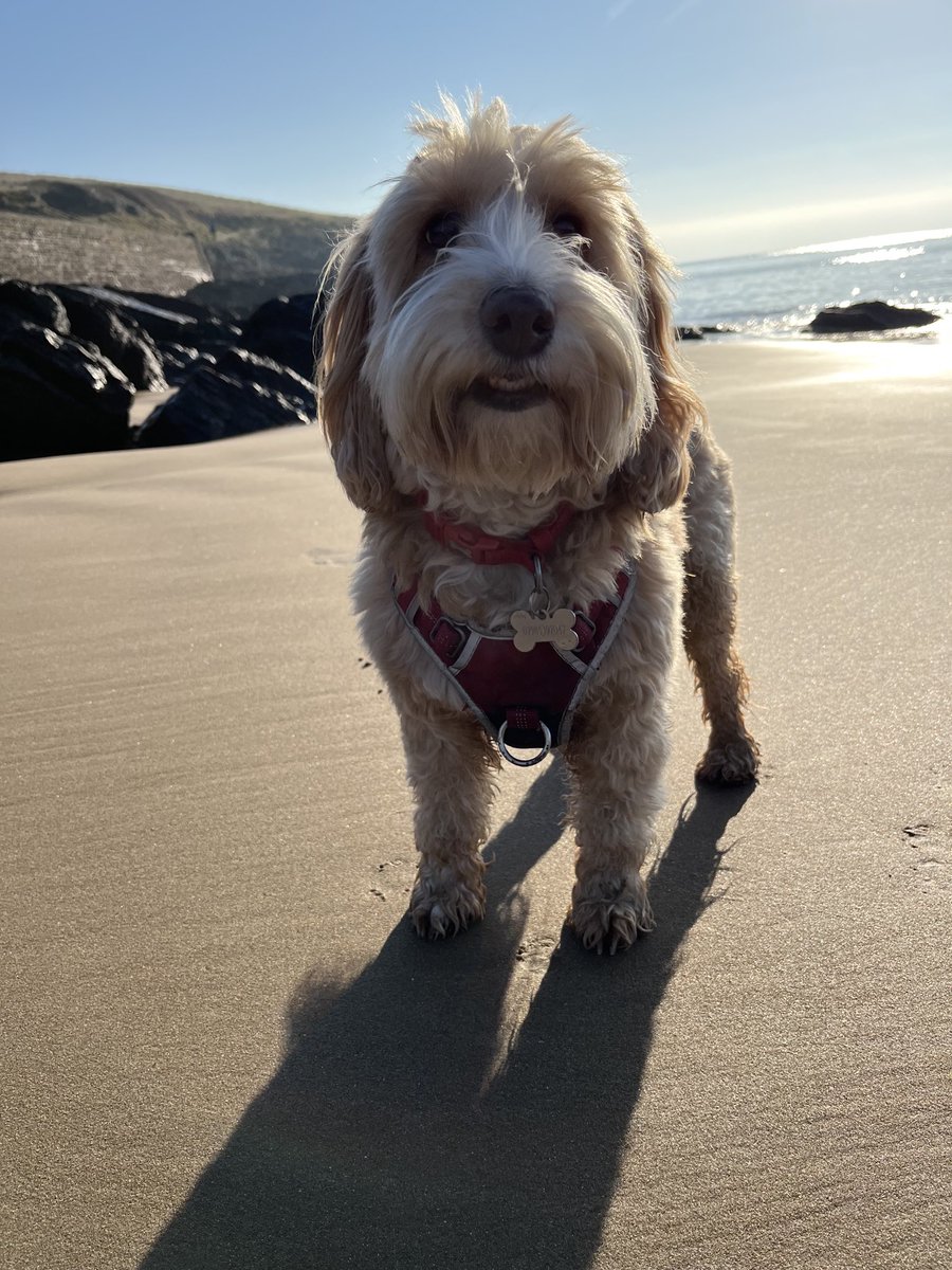 Found my own bit of paradise this morning pals #lovethebeach