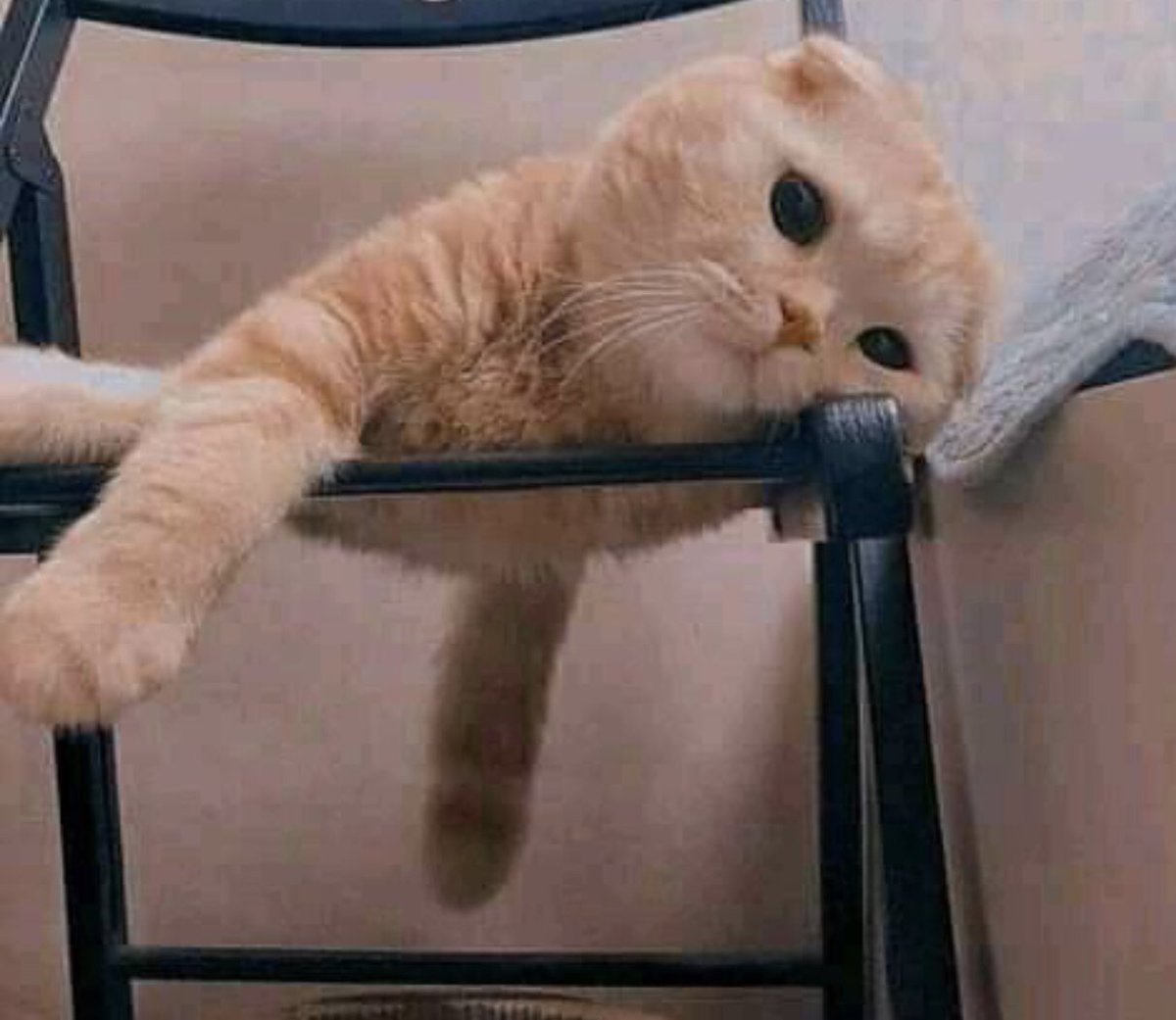 BlockMePleaze's tweet photo. When your favorite person is offline🙂.
#meow #pesho https://t.co/CLniA5jw9L