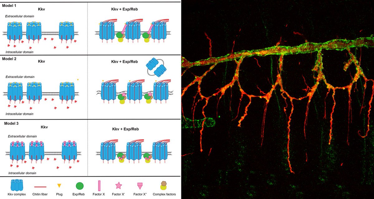 #Chitin is a highly abundant natural #polymer but many aspects of its biosynthesis remain unclear. <a href="/EttorePhD/">Ettore De Giorgio</a> <a href="/LlimargasLab/">Llimargas Lab</a> &amp;co explore the molecular mechanisms regulating chitin deposition in #Drosophila #PLOSBiology plos.io/3ZXdgss