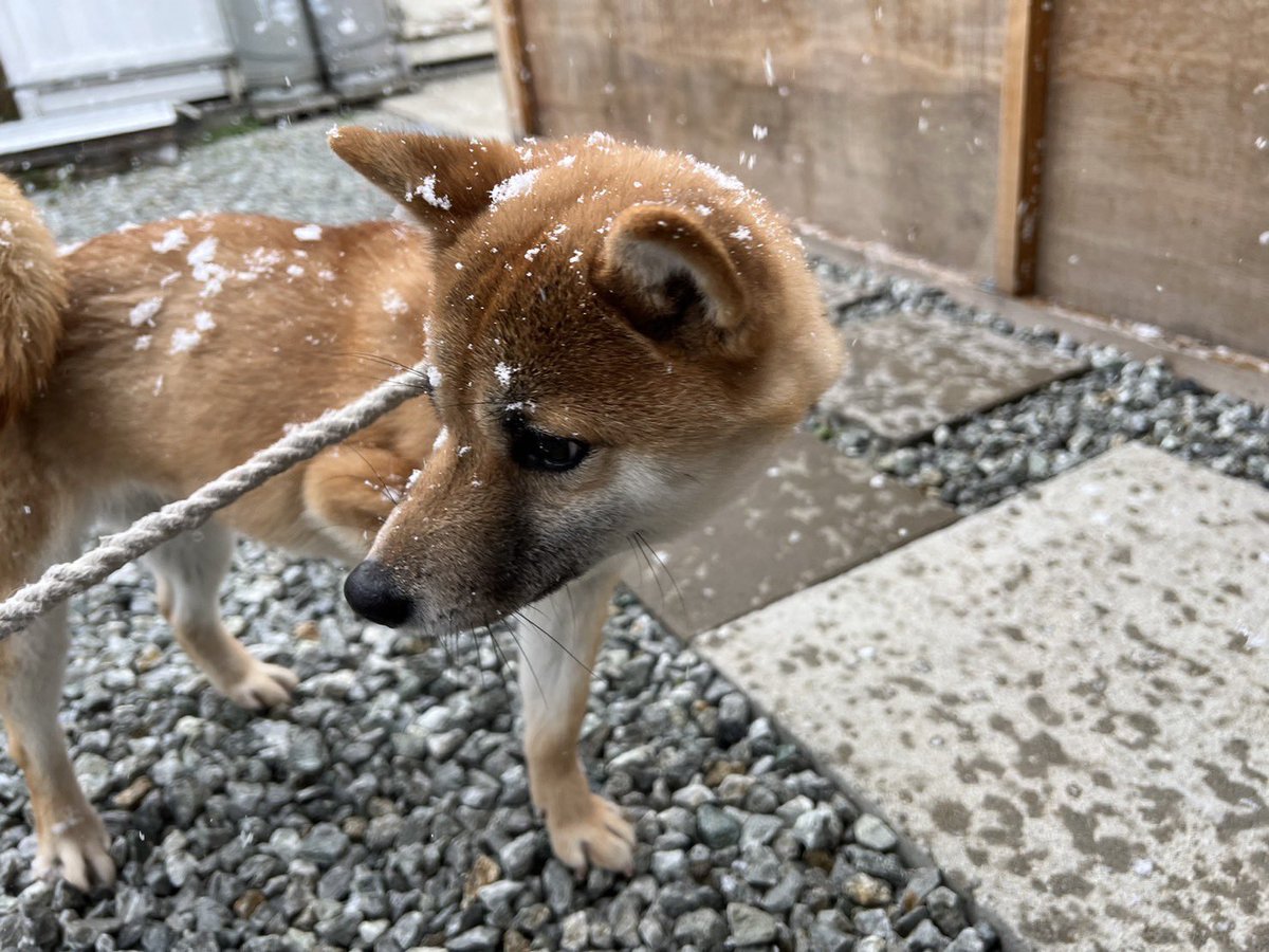 sudadogfarm's tweet photo. Hello everyone.
It snowed in Tokushima prefecture.
I have never seen such a large snowfall before.
Everyone, please take care of yourselves and stay well.

 #SUDADOGFARM
 #SHIBAINU
 #Moko
 #Syuu https://t.co/SbejJFNYYM