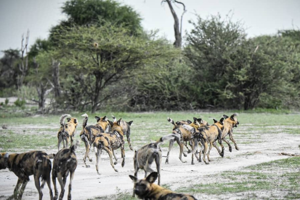 WeAreWilderness's tweet photo. A thrilling sighting of wild dogs at #Chitabe. Sighting an African painted dog simply has to be one of the most exciting safari experiences. With only around 600 packs in existence, a glimpse of one of these endangered creatures is a rare privilege.
#Wilderness #WeAreWilderness https://t.co/disT6uW89l