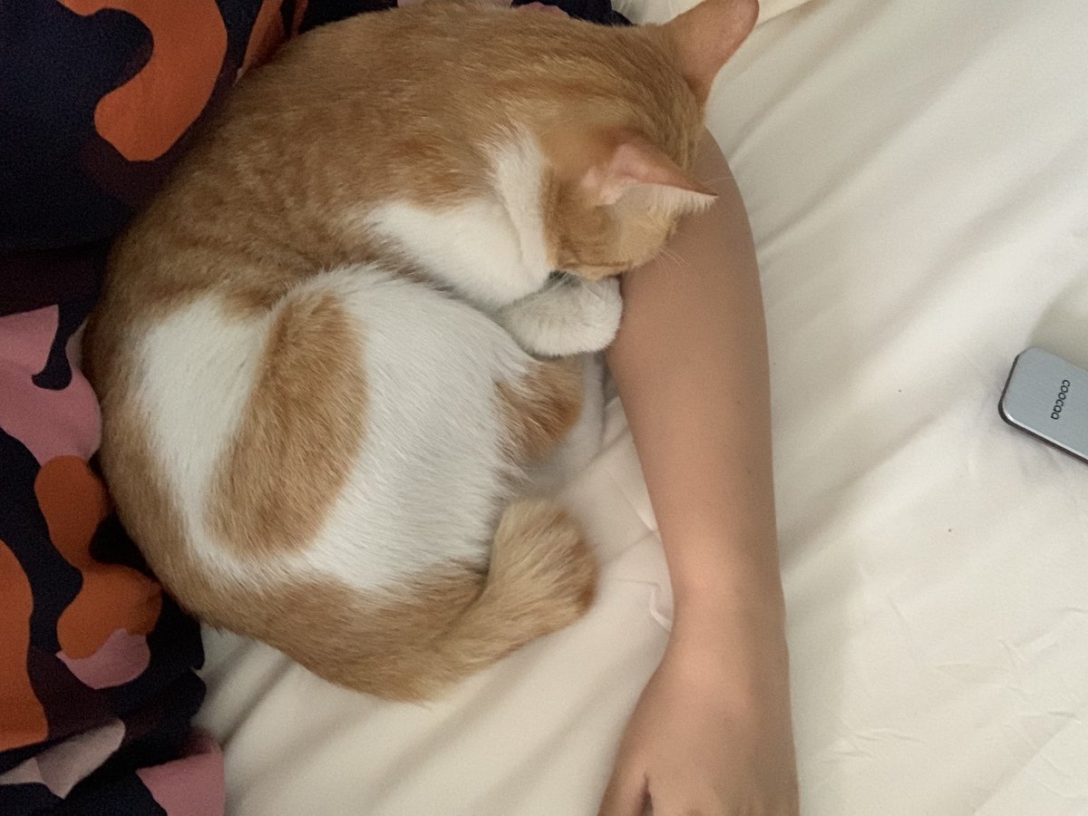 minnaratna's tweet photo. @kochengfs Haii aku oyen tipe bandung shorthair 😆 https://t.co/UcOuzOs3bb