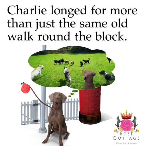 Rose Cottage Doggy Day Care🐾 tweet media