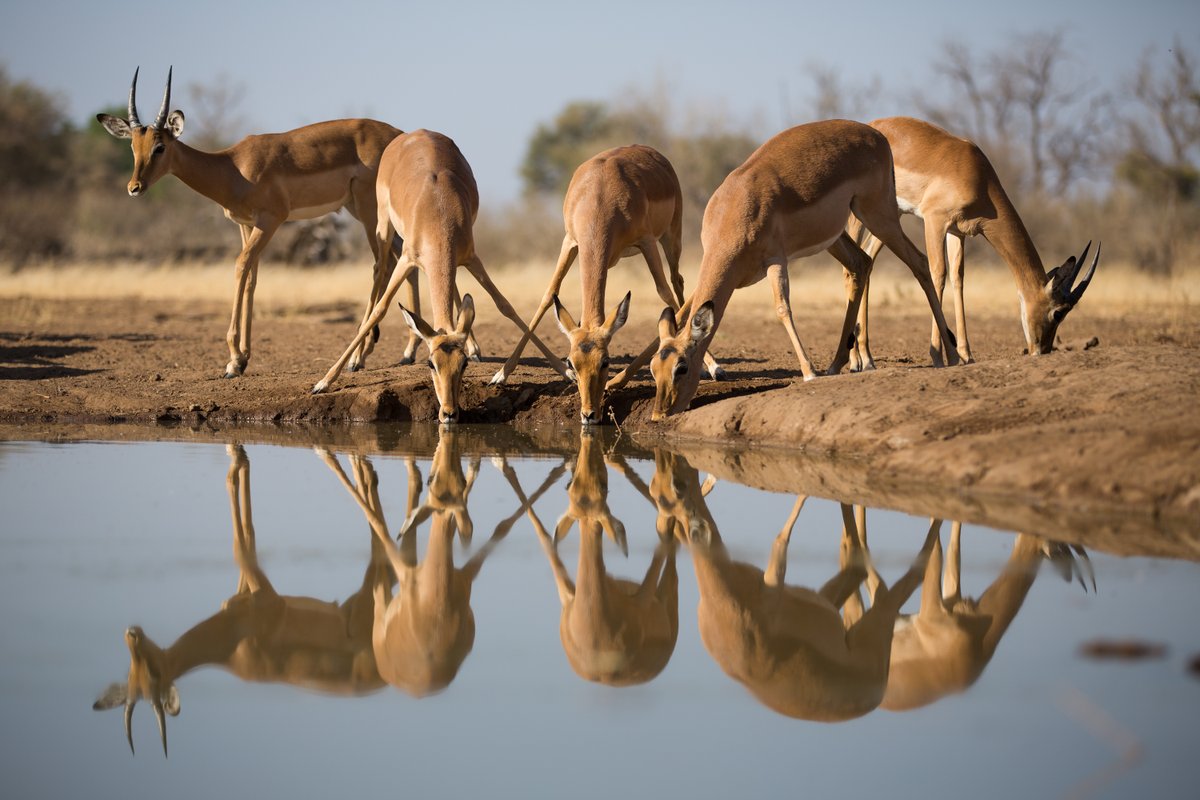 With an an abundance of wildlife, a profusion of birds and
fascinating topography, Tuli Block offers quick and easy access to
a wilderness area with guaranteed sightings of various game life.

#iLoveBotswana #DestinationBotswana #BotswanaTourism #RediscoverBotswana