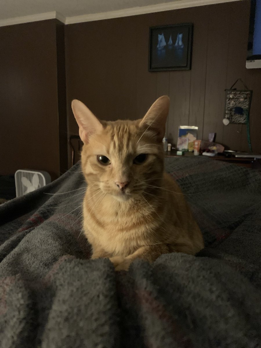 GM from a tiny little lion 🦁