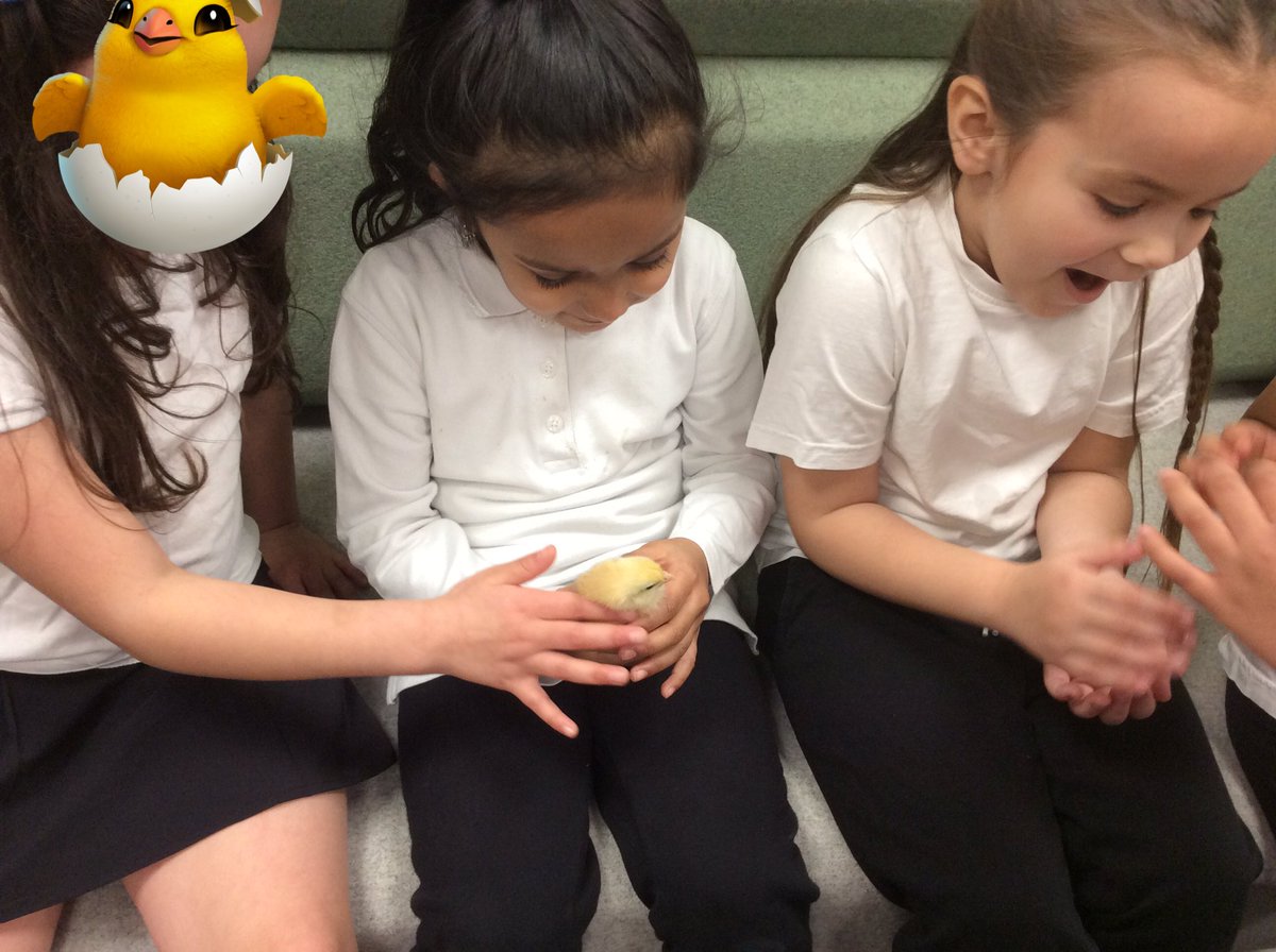 Foxfield Year 1 Pine tweet media