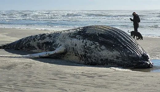 wakeupnj's tweet image. How can Anjuli Ramos-Buscot, Director of NJ Sierra Club, dismissed claims that wind energy caused whales to die on #Newjersey shores?

Seems she doesn't want anyone looking into it,

Why don't we take a look at the Maritime information &amp;amp; Sierra Club?
Read thread 🧵below 👇