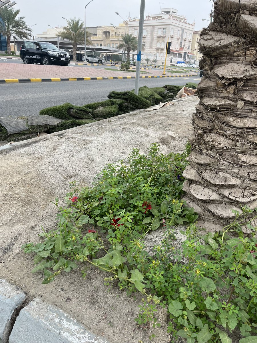 almudhafa's tweet photo. الزرع يبي يطلع حتى بالشارع بس الاستثنائيين يبون اسفلت و "الحشيش الصناعي"! https://t.co/eoiBomcoRk