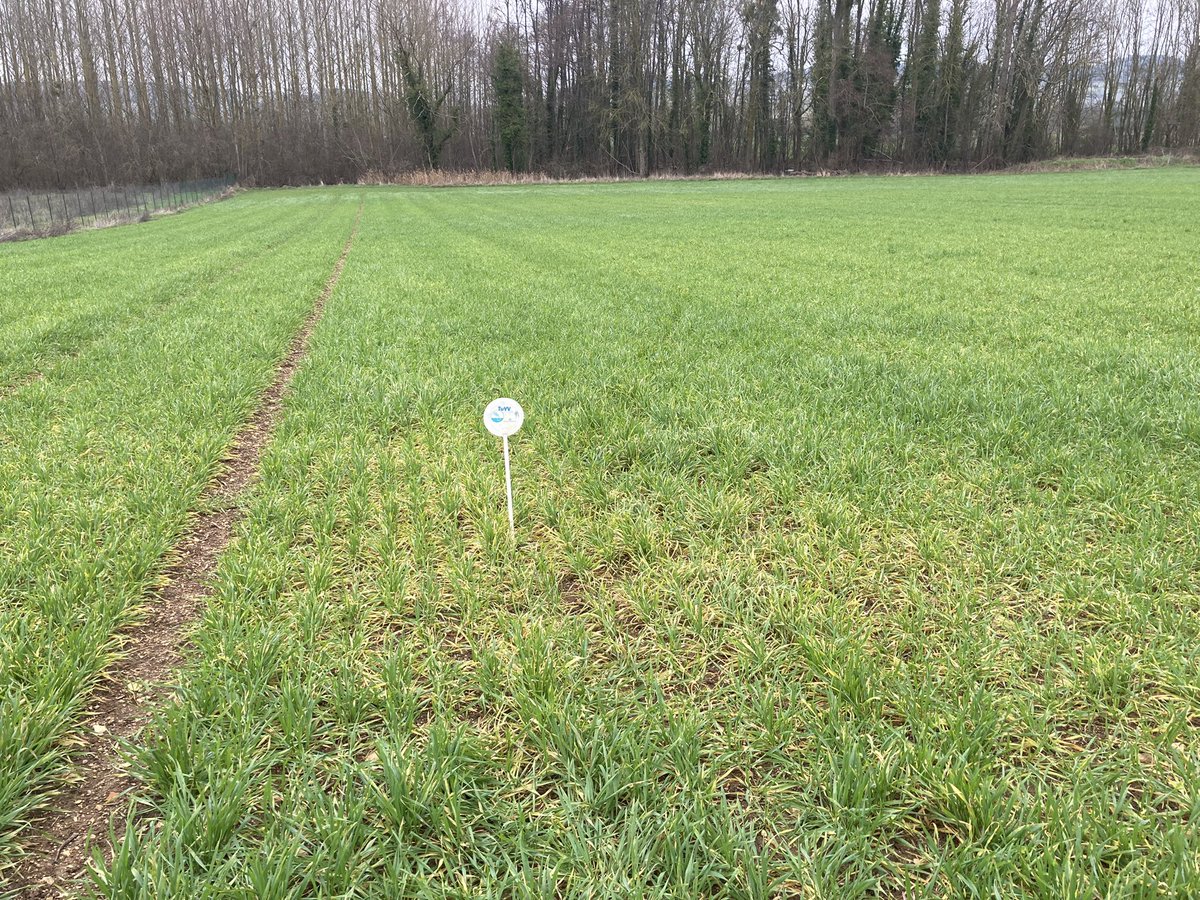 OlivierCOSTE2's tweet photo. C’est le moment @BONNIN1402,de commencer ses observations dans #CropObserver et sur #Farmi. 
Cette parcelle de #blé🌾 est déjà référencée pour la #RouilleJaune.
Je te laisse le jalon pour des 📸 et comme point #GPS🔴 de l’#Yonne.
#SouffletAgriculture #Agriculture 
#VisMaVieDeArc. https://t.co/ZMSCmzrtHT